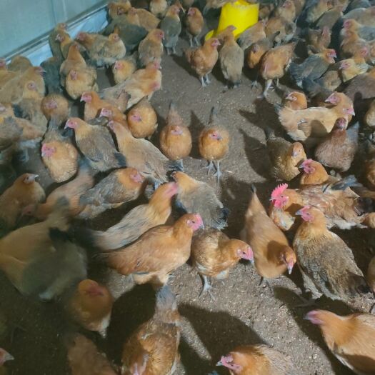 乐至县土鸡苗 脱温鸡苗 90天 母苗 肉蛋兼用 