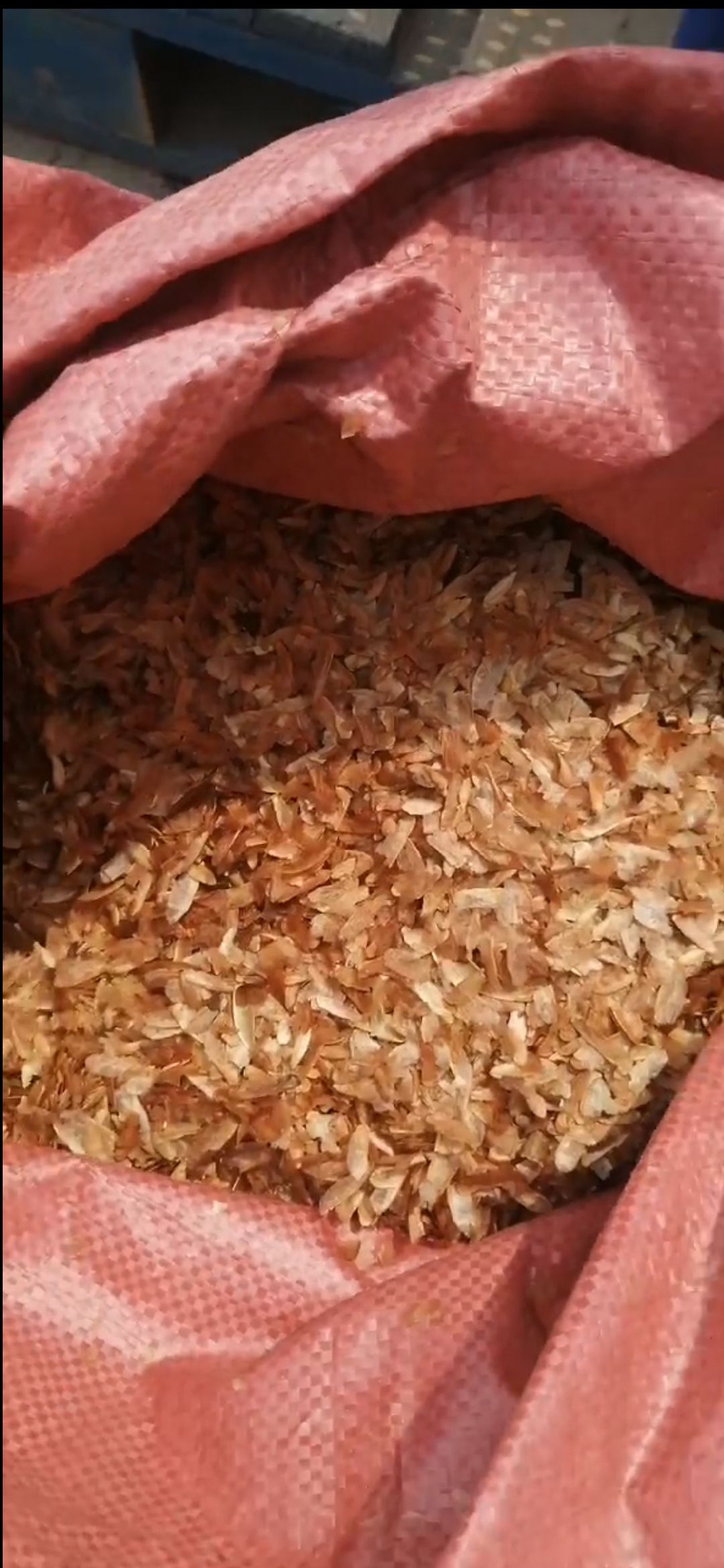  红油香椿种子，金灿灿的芽率好