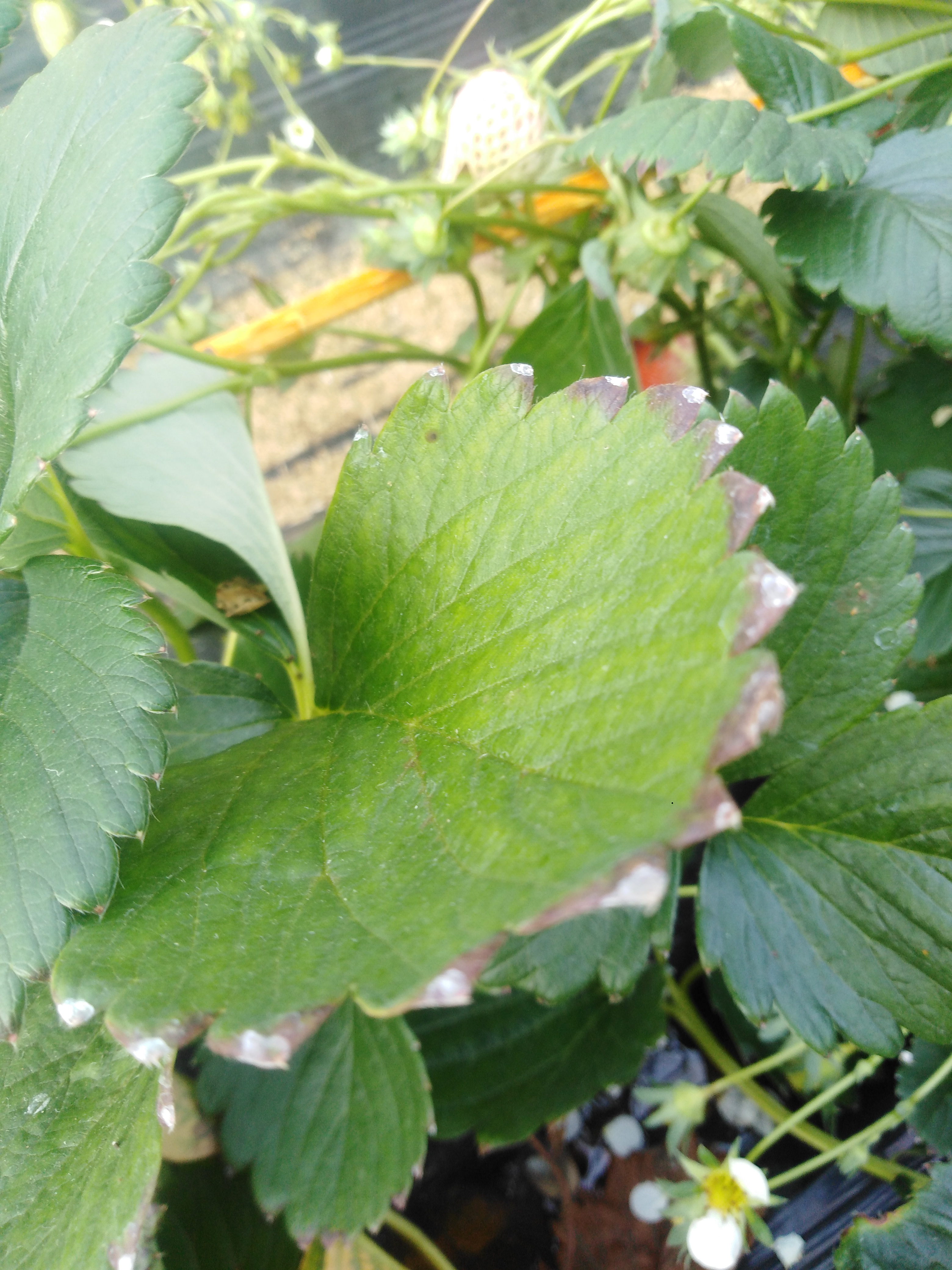 草莓叶片边缘发红而且上面有白色的东西不知道是为什么会这样