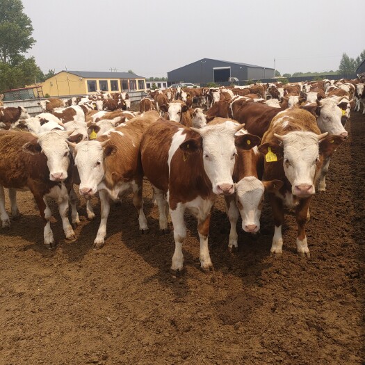 定襄县西门塔尔牛 西门塔尔肉牛犊 改良肉牛犊厂家供应 种苗肉牛犊