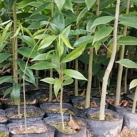 土沉香苗小苗大杯苗