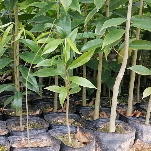 灵山县土沉香苗小苗大杯苗