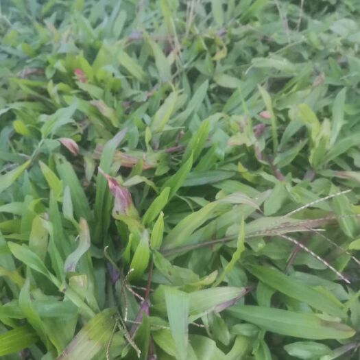 清远大叶油草。草，马尼拉草。夏威夷草