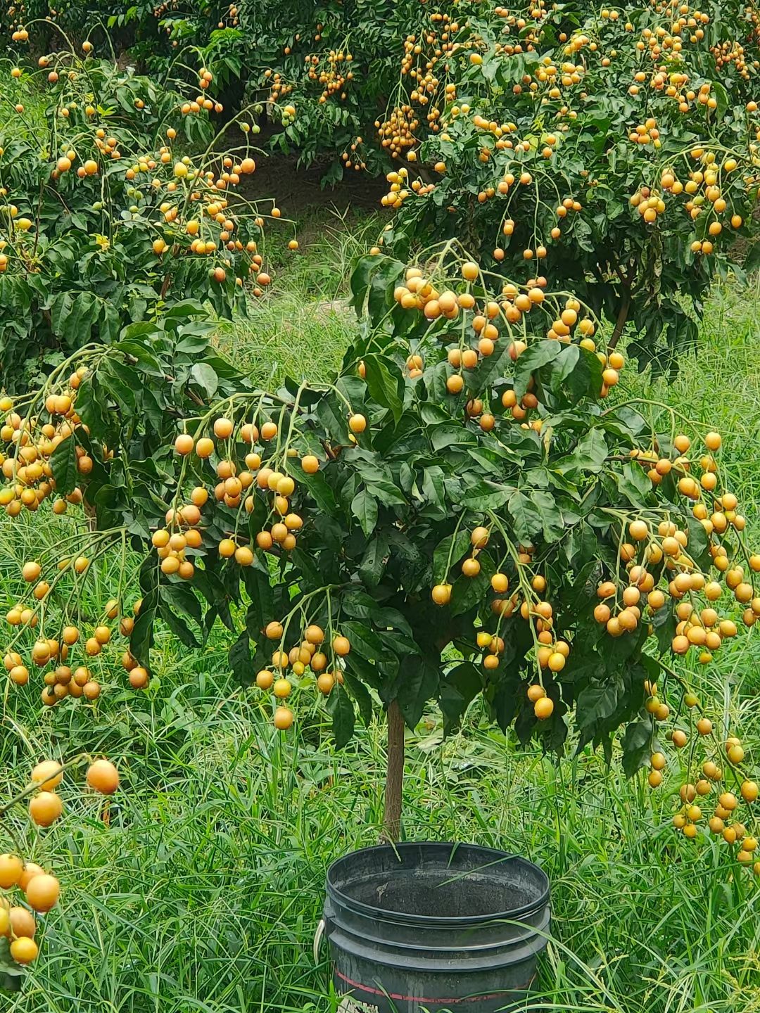 黑黄皮果苗 黑黄皮苗