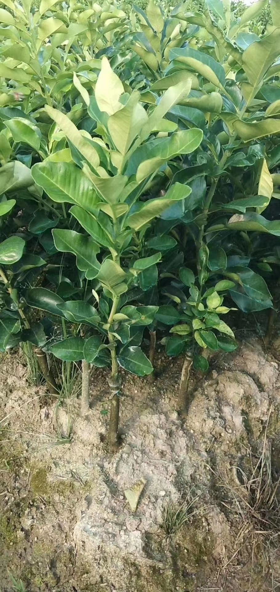 三红蜜柚苗 嫁接苗