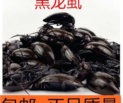 龙虱干