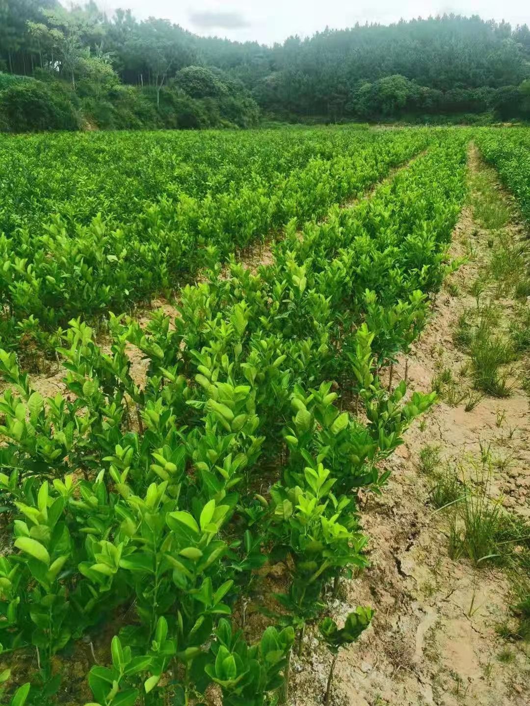 无籽青柠檬苗 广东香水柠檬苗四季结果产量高结果快