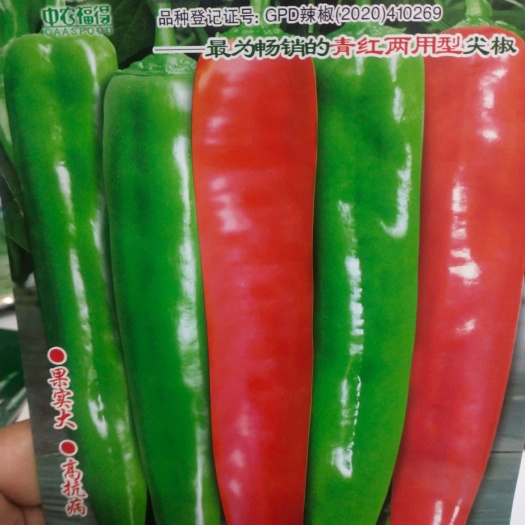 扶沟县尖椒种子 辣椒种子 金美168 青红两用型尖椒