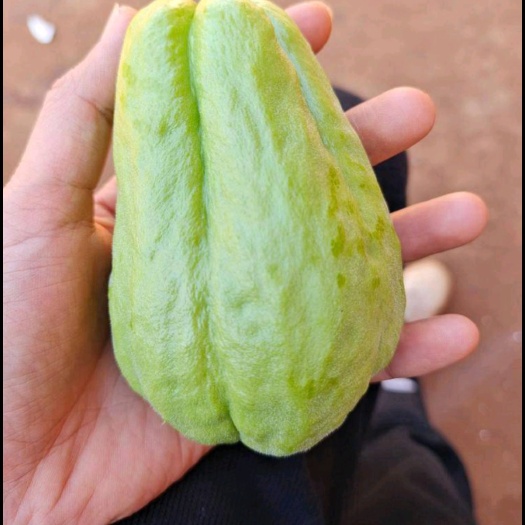 佛手瓜