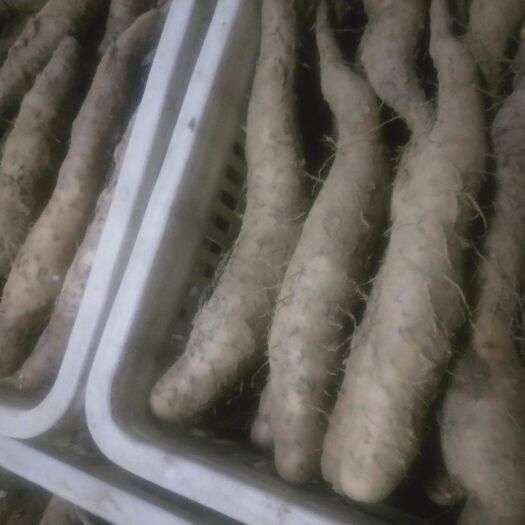 宁阳县 正宗白玉山药豆苗，产地直销，货源充裕，根根粗壮