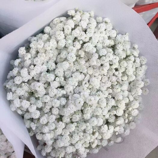 昆明满天星切花 昆明满天星白星
