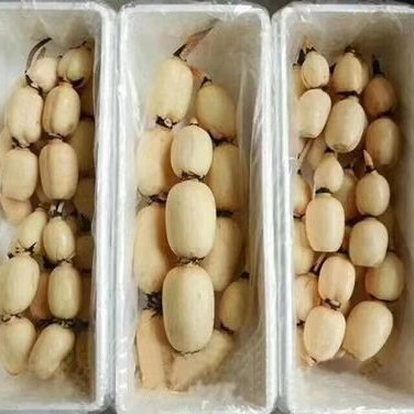 鱼台县鄂莲9号  莲藕，莲藕种苗，藕种，荷花，睡莲。