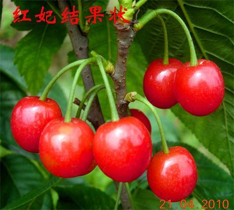 宁波 红妃樱桃苗