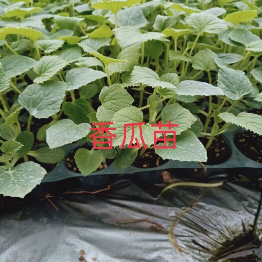 恭城县日本甜宝甜瓜苗 香瓜嫁接苗，美浓，日本甜宝