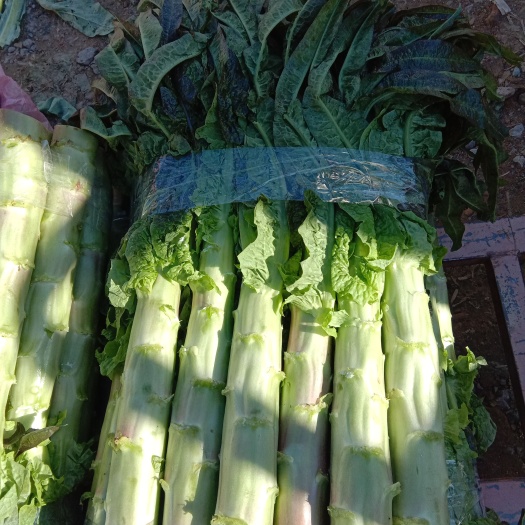 砀山县红叶莴笋 砀山，蔬菜基地，大量上市，质量保证，货源充足，欢迎选购。