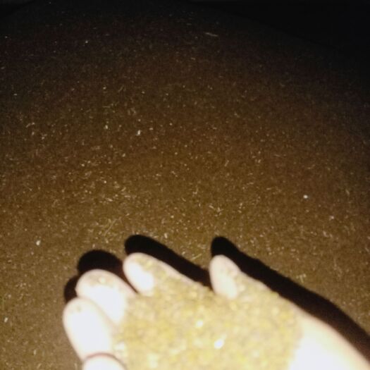 大荔县沙苑子 沙莞子