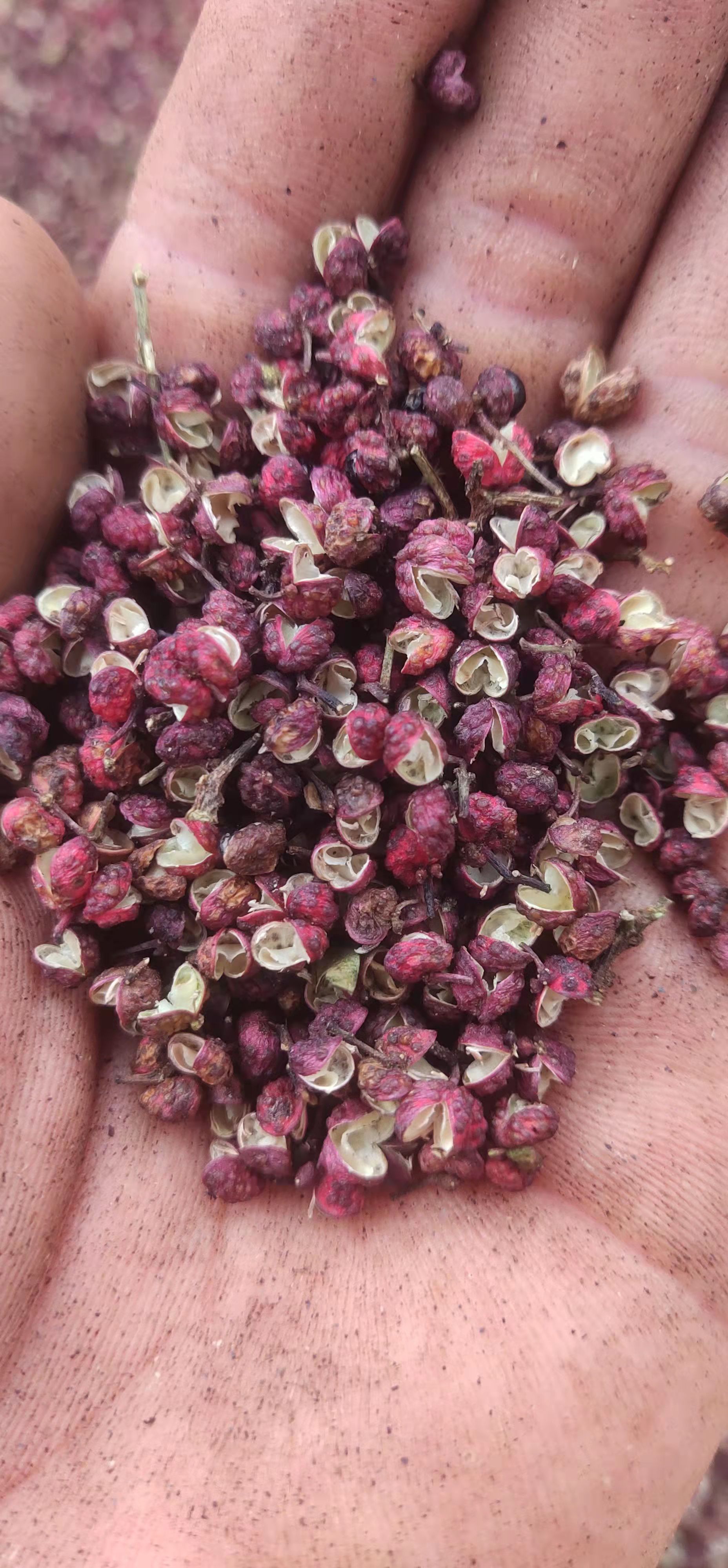 红花椒，寻找买家，数量较大