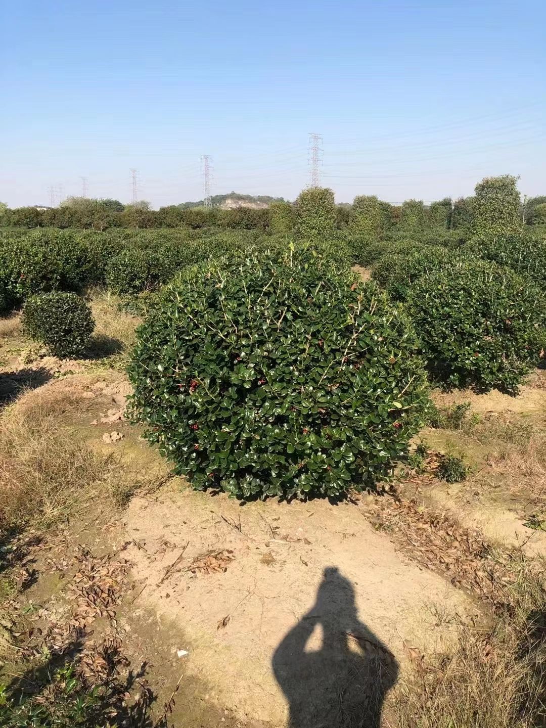 无刺枸骨