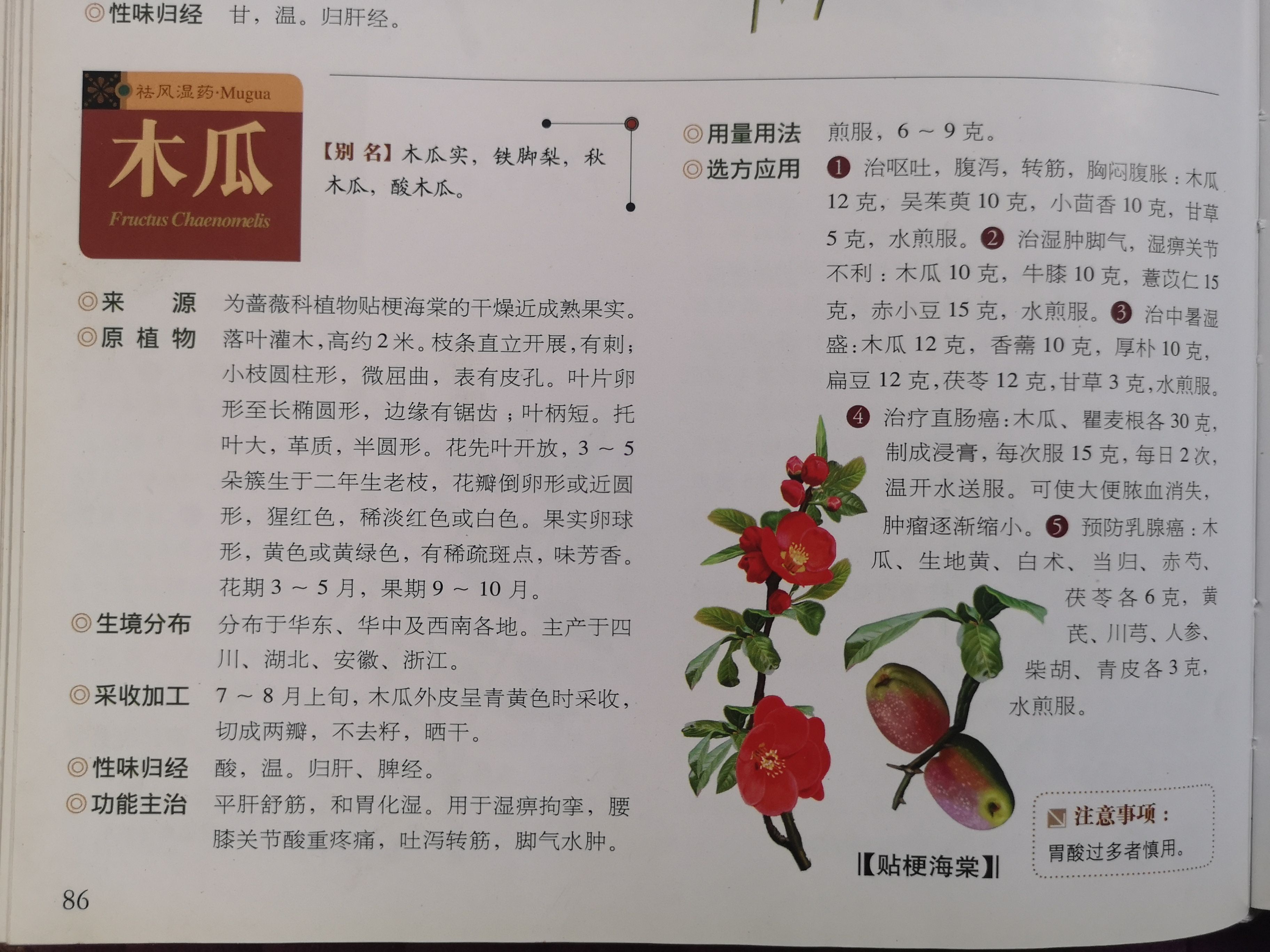 木瓜 皱皮木瓜™42º/13°木瓜酒2瓶