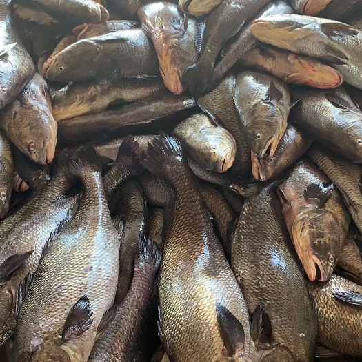 饶平县鮸鱼 赤鳘鱼，赤米鱼！鳘鱼