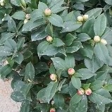 六角大红赤丹香妃茶茶花五色赤丹福建龙岩基地直销