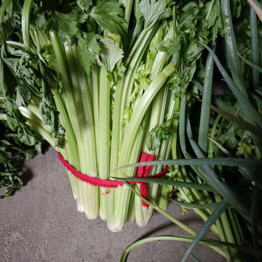 新野县 芹菜