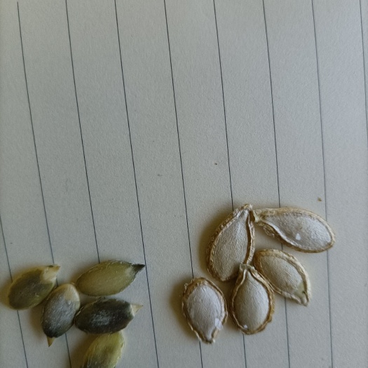 南瓜子，云南富宁县南瓜子，颗粒饱满，可生吃，可炒熟，可留种