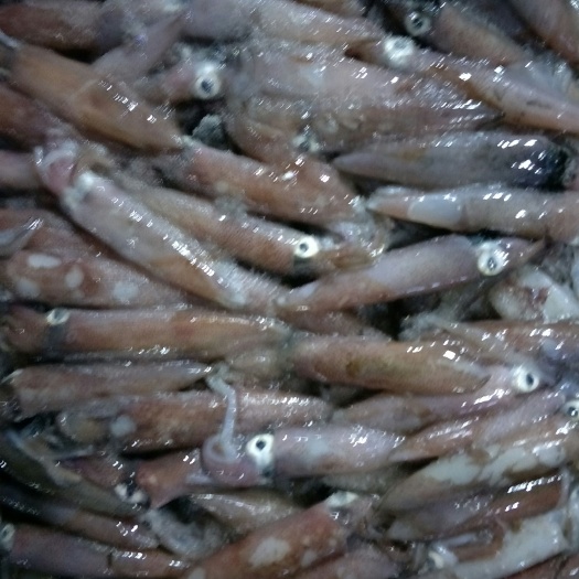 湛江枪乌贼 小鱿鱼，冰鲜