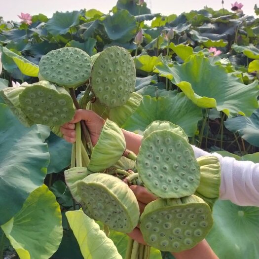 鱼台县太空莲36号藕种 太空莲，太空莲36号