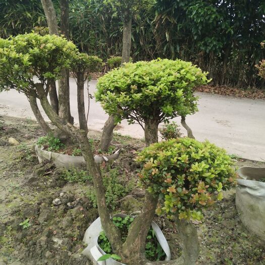 桂林赤楠盆栽 赤楠盆景《图片仅供参考》