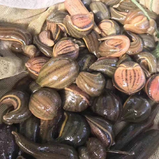 鱼台县宽体金线蛭 水蛭，水蛭种苗，水蛭幼苗，水蛭茧