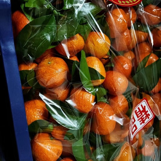沙糖桔 广西桂林砂糖橘