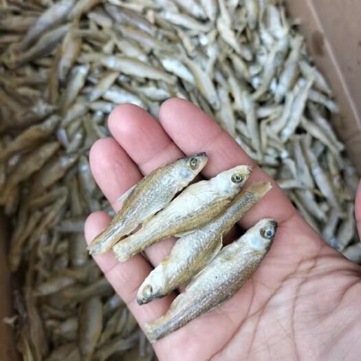 乾安县 吉林自然河生晒麦穗鱼干 水煮麦穗鱼干产地批发