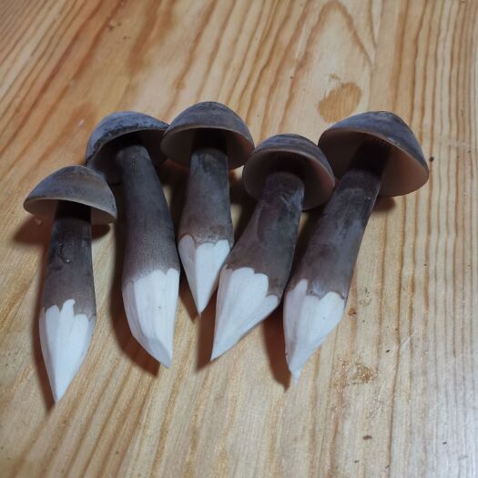 鱼台县黑皮鸡枞菌