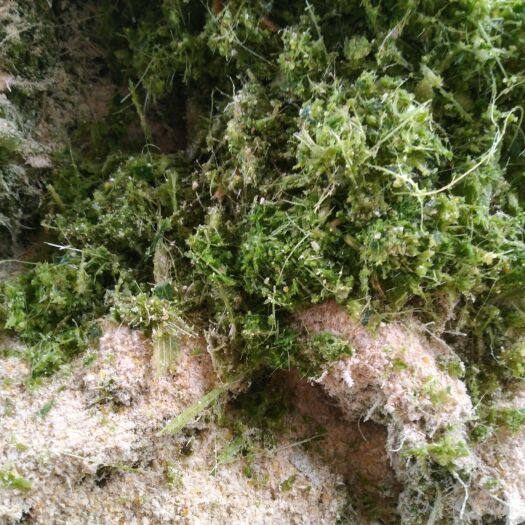 柳城县青储草 清楚秸秆粉碎发酵可以喂猪鸭鹅鸡，有需要的可以联系我