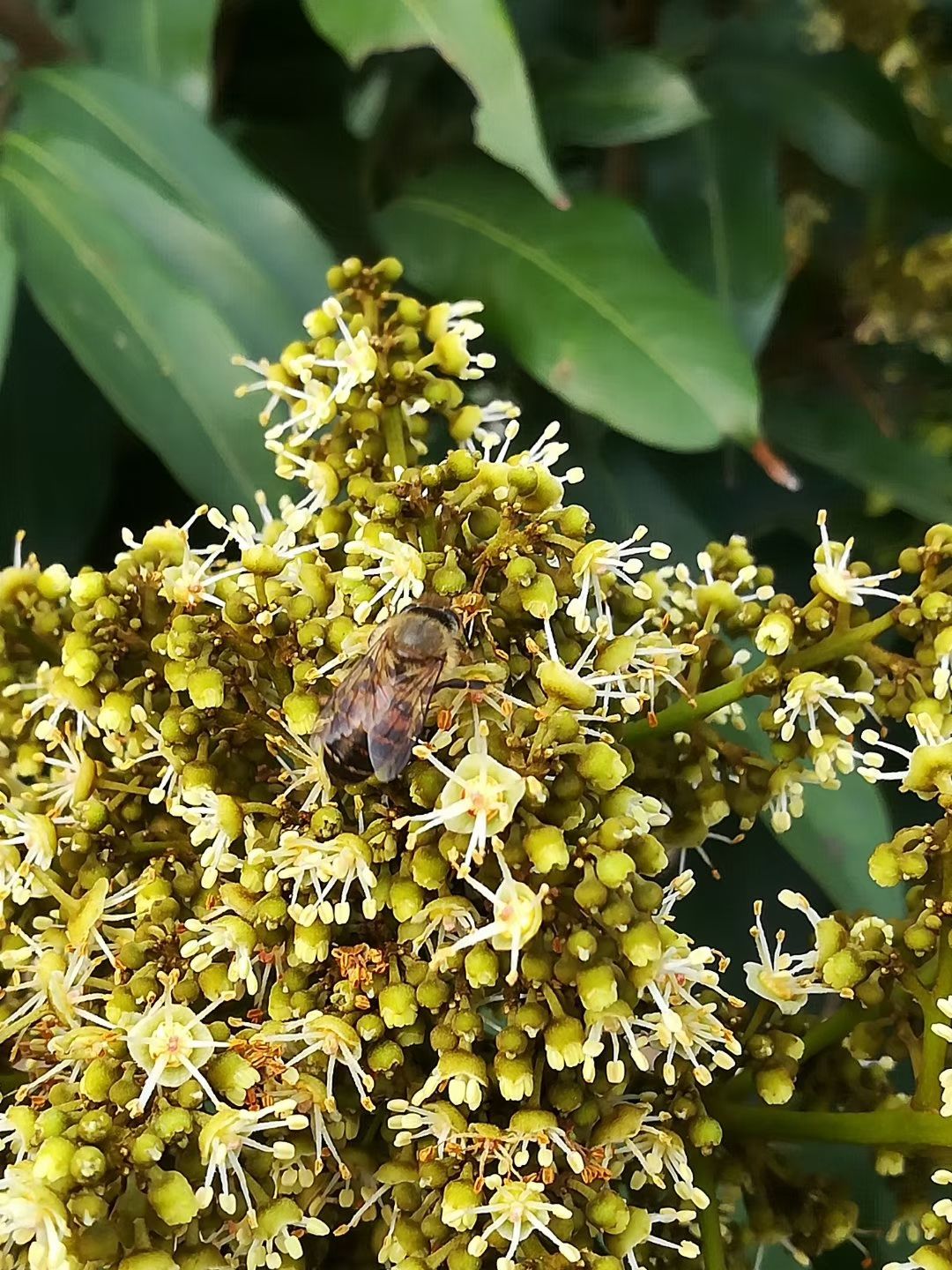 已审核认证的农家荔枝蜜、纯蜂蜜、纯度高、安全放心食品。