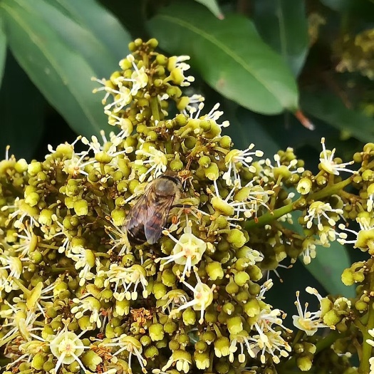 清远已审核认证的农家荔枝蜜、纯蜂蜜、纯度高、安全放心食品。