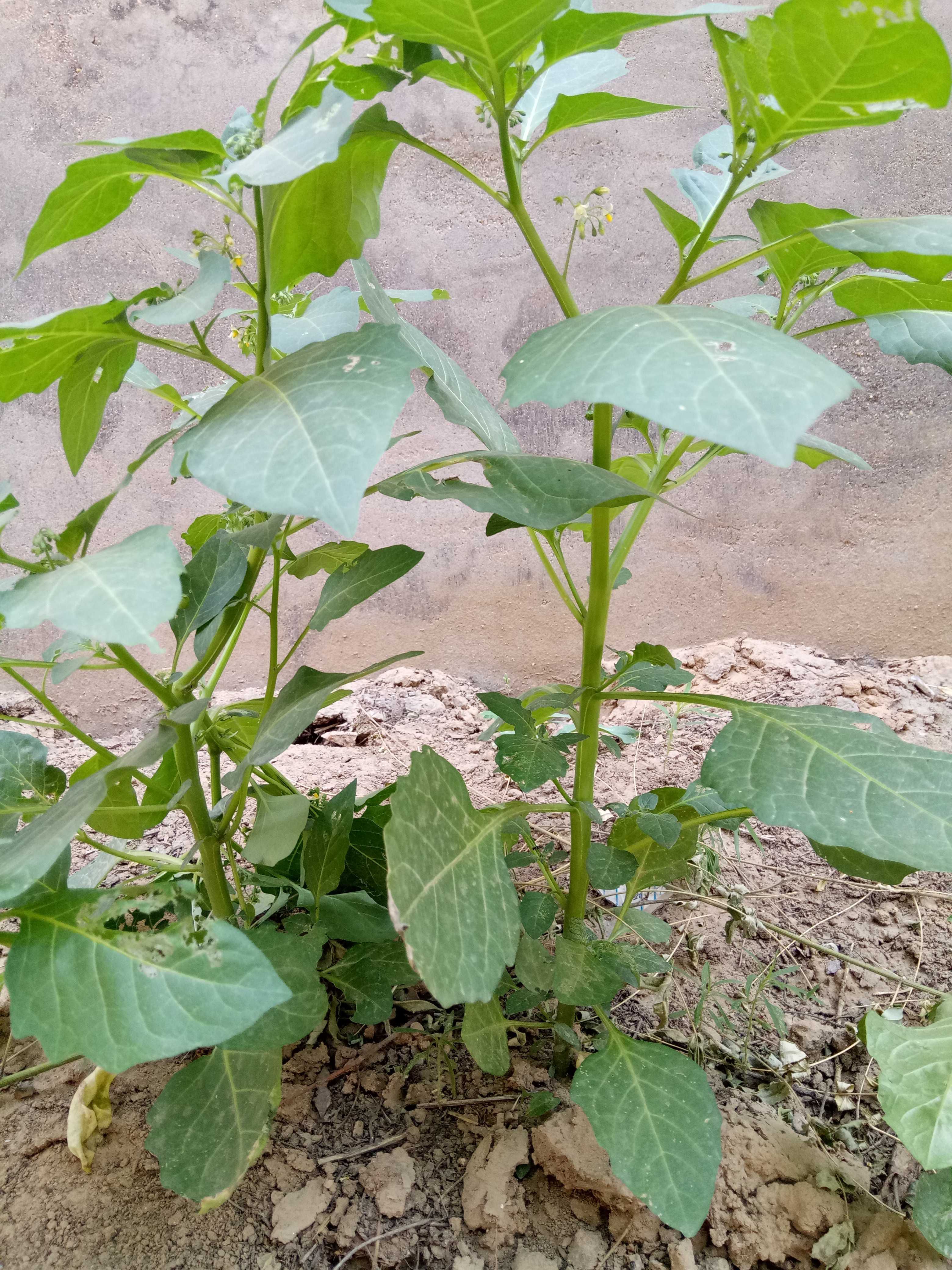 出售新产野葡萄种子 龙葵籽 葡萄籽 黑天天 一年生