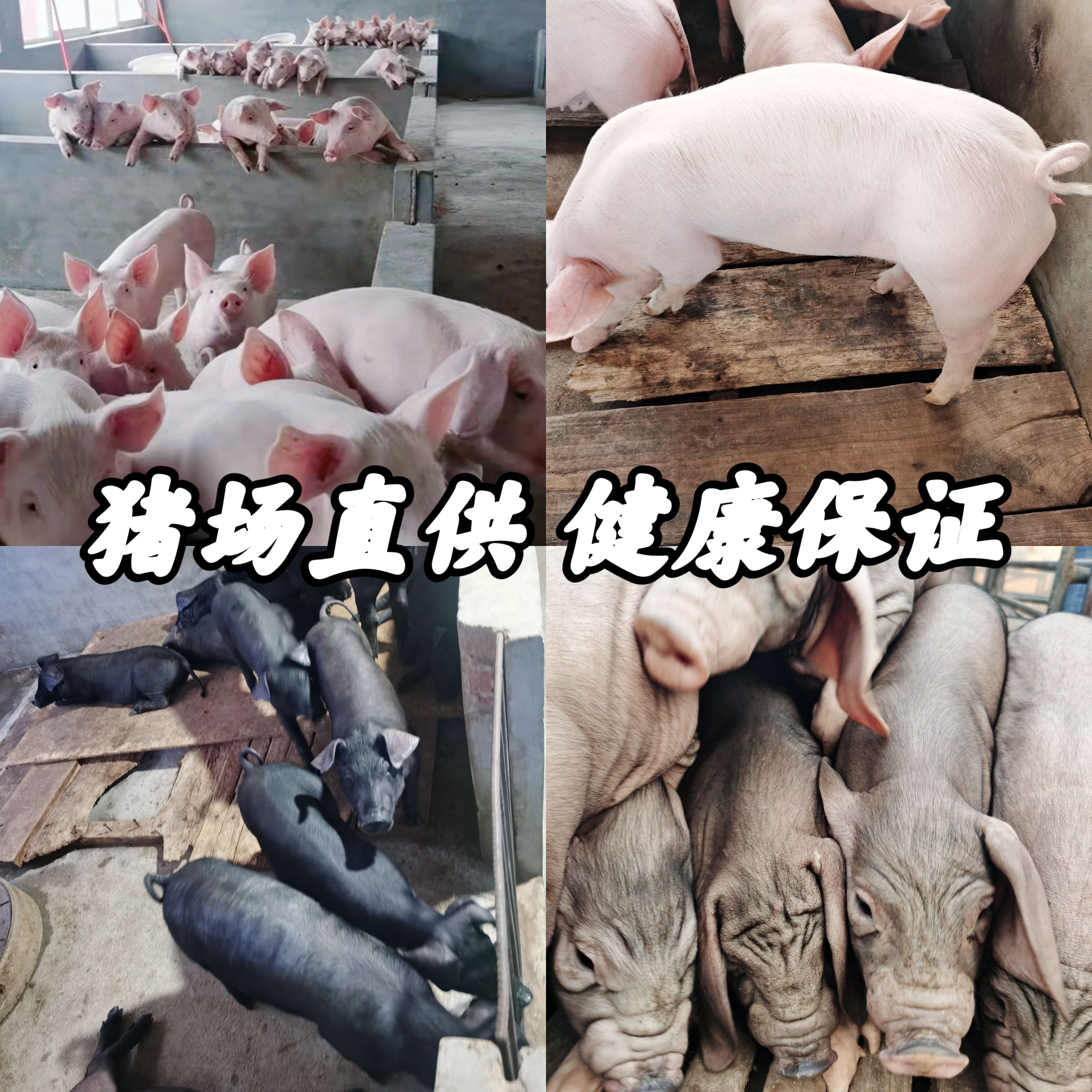 临朐县猪场常年出售精品外三元仔猪，二元母猪，黑猪，种公猪，太湖母