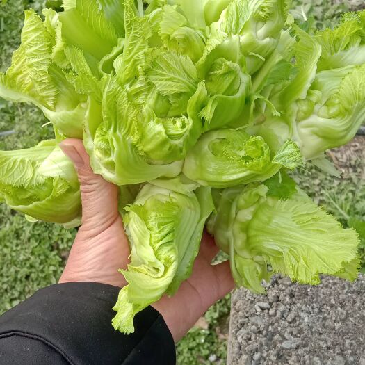 绵阳 儿菜