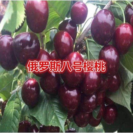 汾阳市俄罗斯8号樱桃苗 种苗大樱桃苗俄罗斯八号大樱桃苗耐寒南北方种