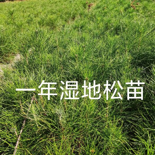 奉新县湿地松树苗 