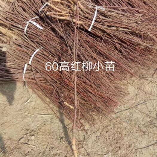 惠民县红柳 大量供应：1-15公分柽柳，丛生柽柳，价格便宜，基地直供！