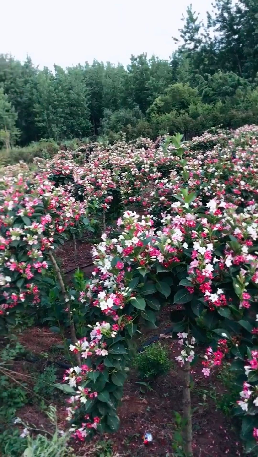 新品五彩锦带花树苗培育基地