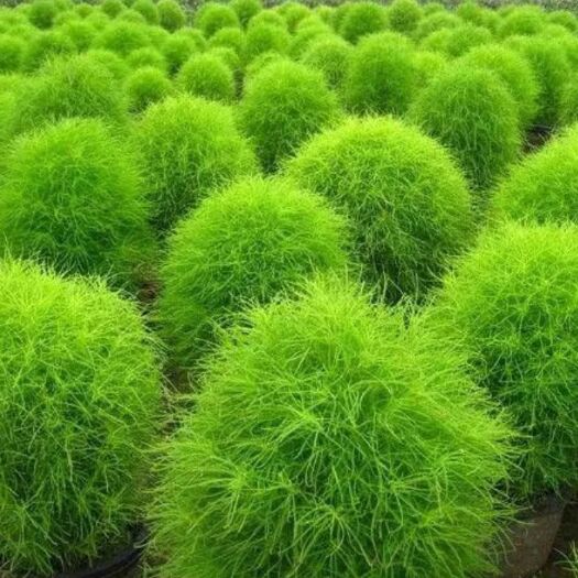 安国市新产地肤子，扫帚菜，扫帚苗，扫帚子，铁扫把子。量大包邮！