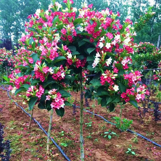 新品五彩锦带花树苗培育基地