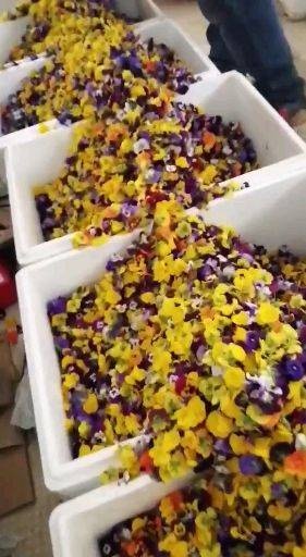 喀喇沁旗三色堇 鲜花
