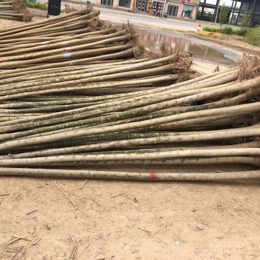  大量供应：1-8公分速生国槐，价格便宜，基地直供！