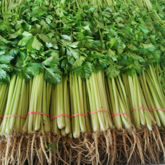 聊城山东大棚山芹  小香芹 全年大量上市供应中，产地一手货源