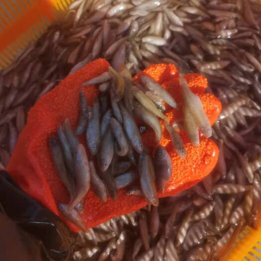 济南单冻小麦穗